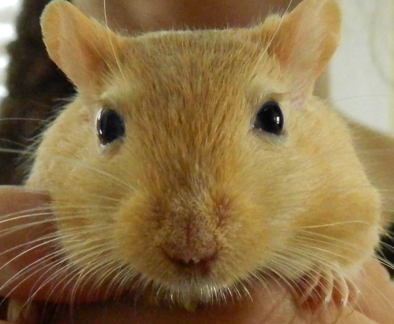 gerbil